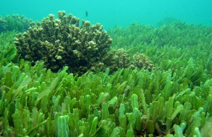 chlorella