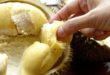 Durian Pekanbaru, Selalu Ada Sepanjang Tahun