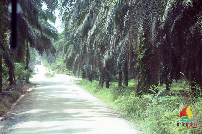 Hampir di sepanjang jalan dapat di temui ladang kelapa sawit | infoPKU