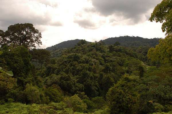 Hari Hutan Sedunia 2016