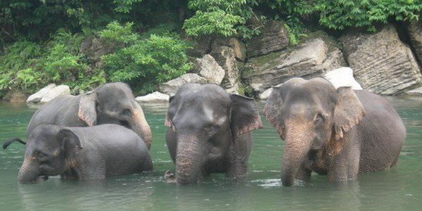 Gajah Liar Masuki Wilayah Pekanbaru