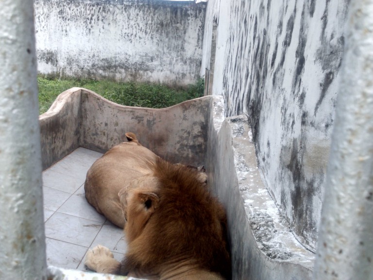 Singa Jantan di Kasang Kulim Mati