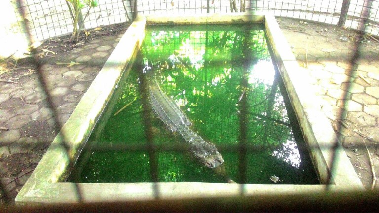 Buaya di Hutan Kota Pekanbaru