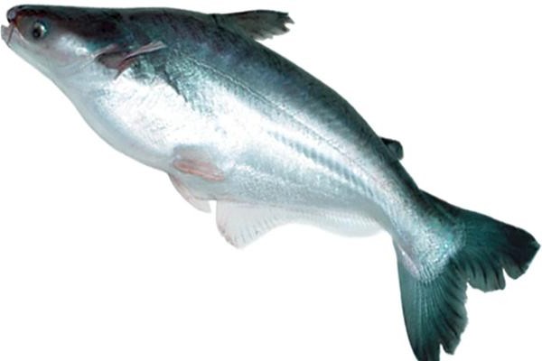 Legenda Ikan Patin