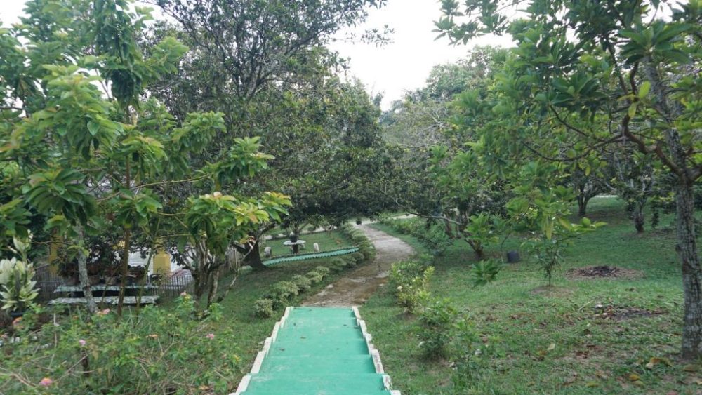 Nayla - Rimbun - infoPKU