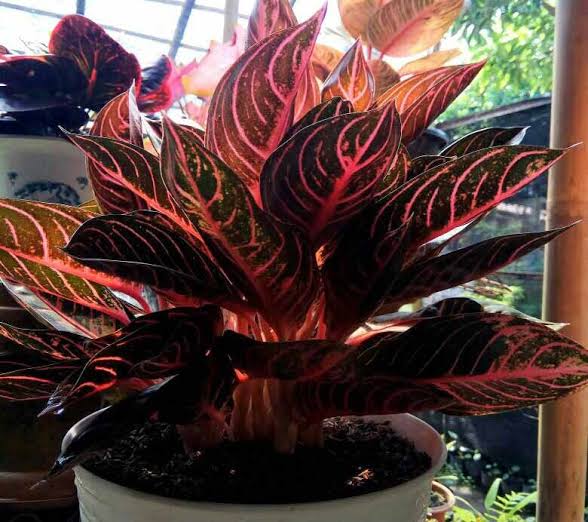 Aglonema