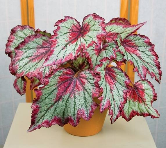 Begonia