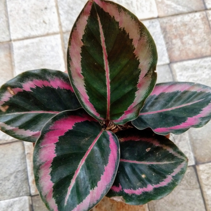 Calathea Cynthia