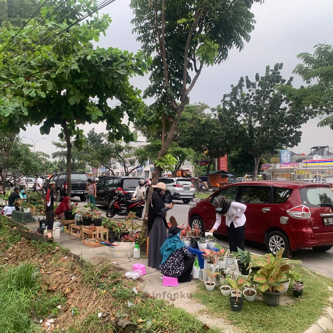 Tanaman Hias Yang Hits