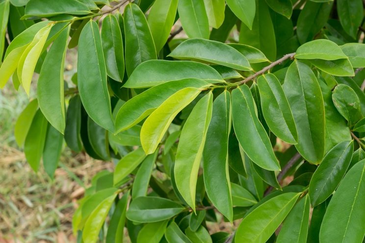 Daun Sirsak