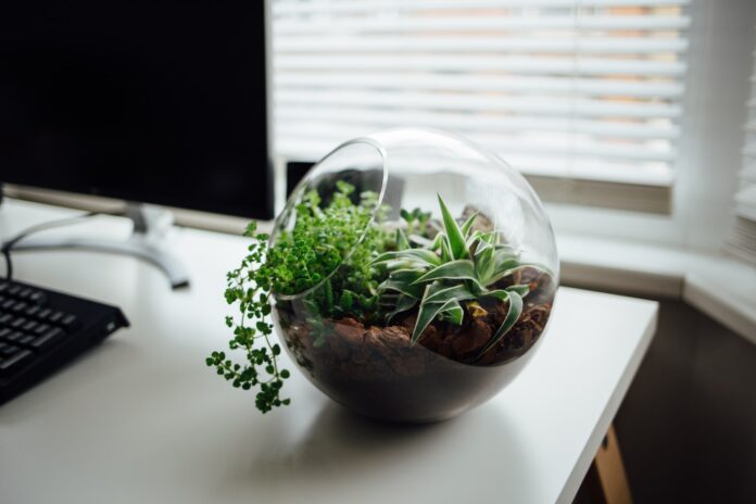 Membuat Terarrium Untuk Hiasan