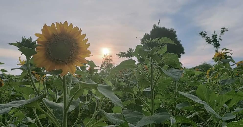 Wisata Instagrammable di Pekanbaru