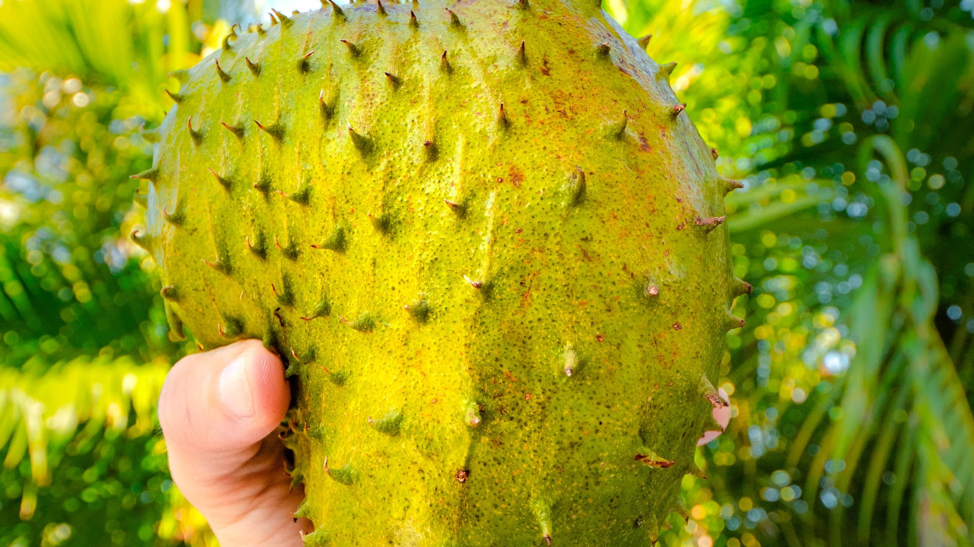Manfaat Daun Sirsak