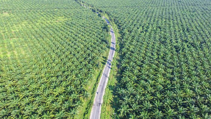 DBH Sawit Akan Memberikan Triliunan Rupiah Untuk Riau