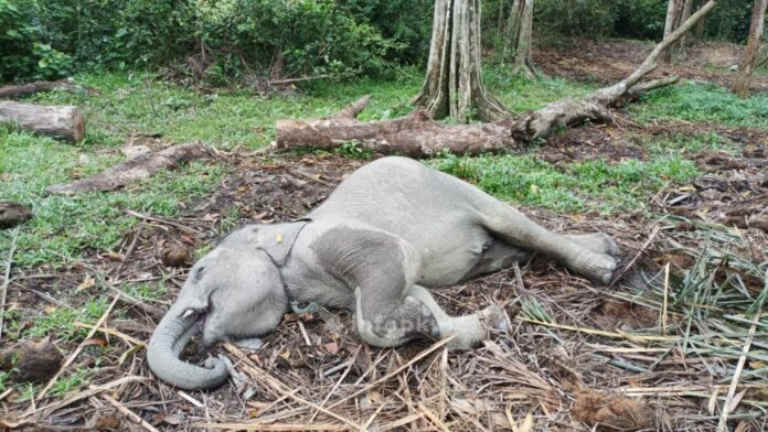Gajah Sumatera di Buluhcina Gajah Sumatera di Buluhcina