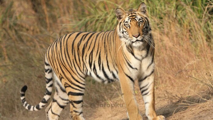 Harimau Sumatera di Siak