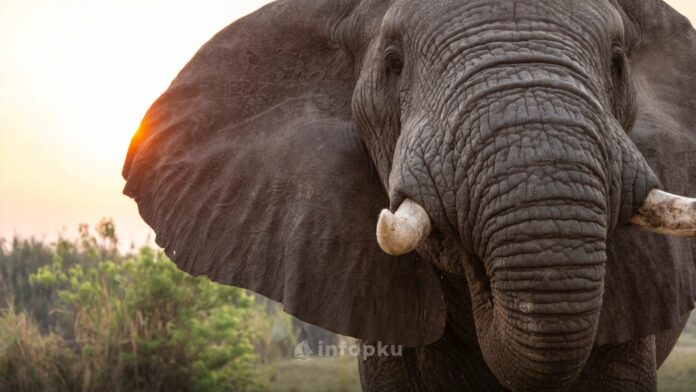 Gajah Terobos Perkebunan Warga