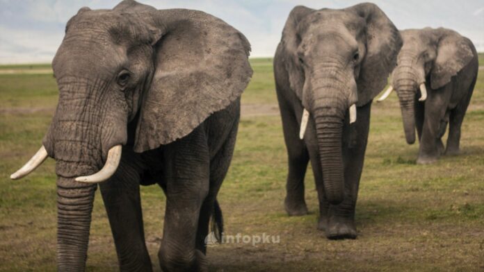 Tips Aman Mengusir Gajah Tips Aman Mengusir Gajah
