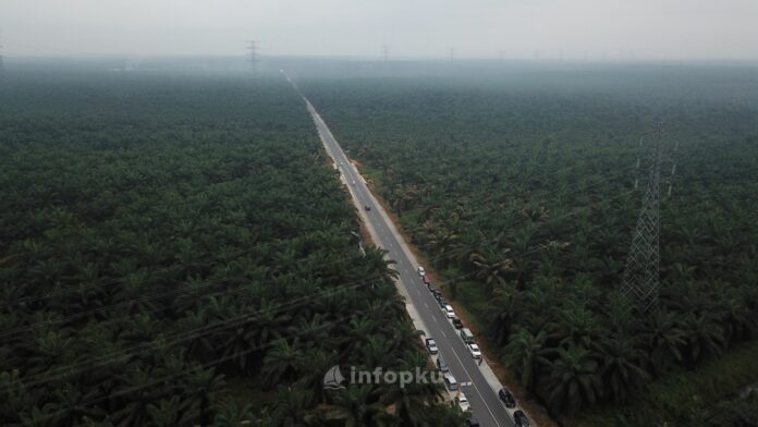 Daerah Penghasil Kelapa Sawit