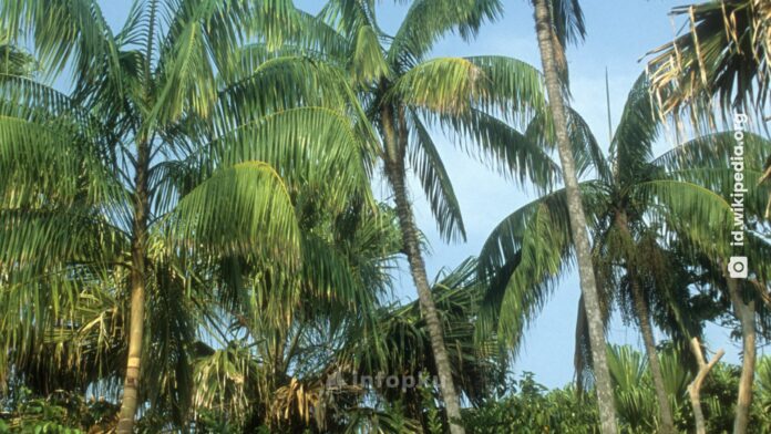 Pohon Nibung
