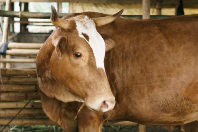 Sapi Kurban Bantuan Presiden Sapi Kurban Bantuan Presiden