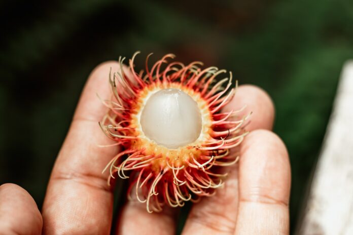 Aneka Manfaat Buah Rambutan