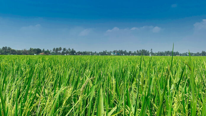 Penghasil Padi di Riau
