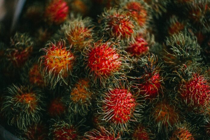 Rambutan Asal Riau Rambutan Asal Riau