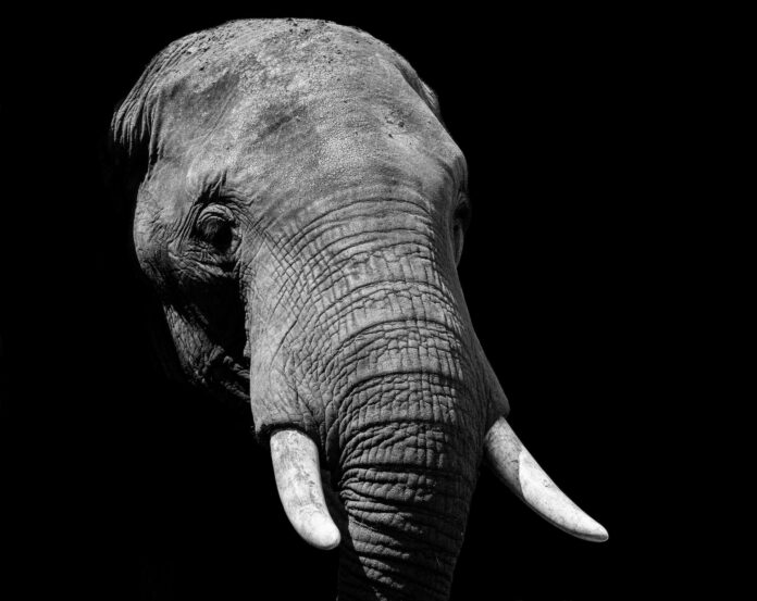 Gajah Liar di Pekanbaru