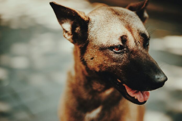 Kasus Rabies di Pekanbaru
