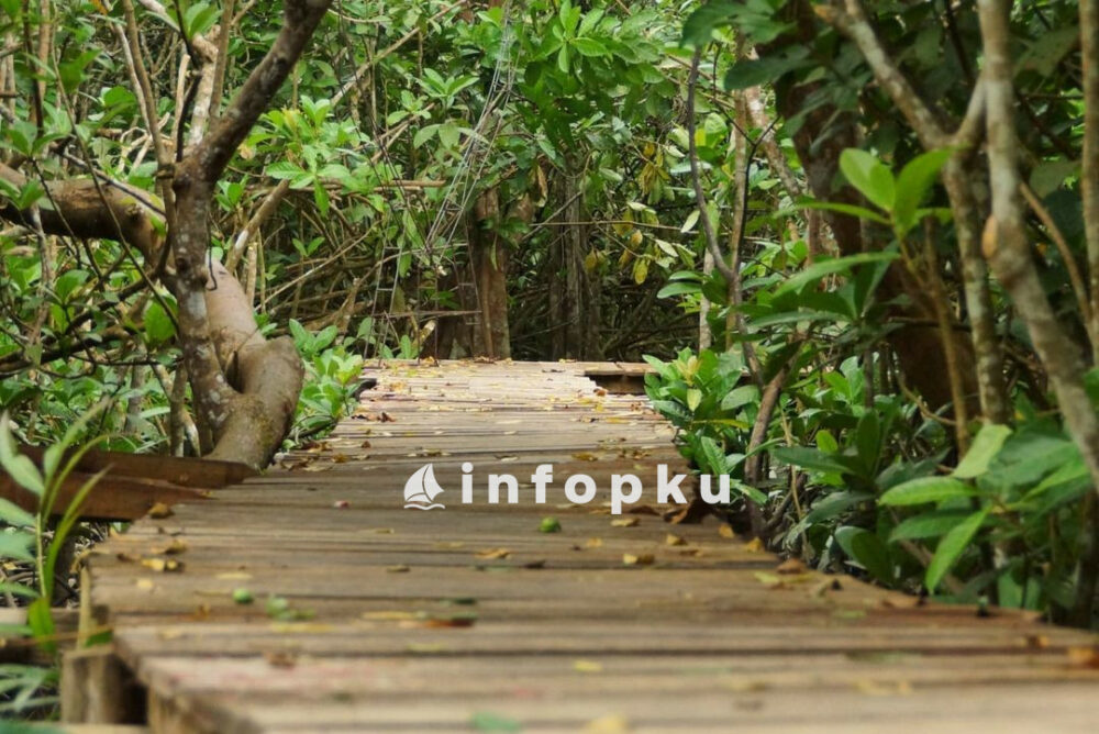 Rekomendasi Wisata di Rumbai, Wisata Mangrove Okura