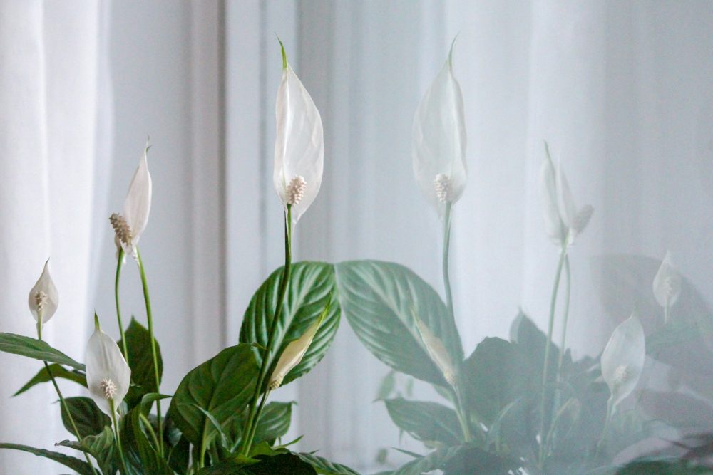 Peace Lily, Tanaman Hias Pembersih Udara yang Estetik