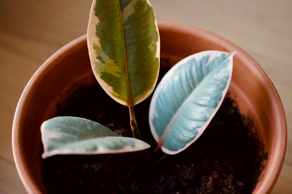 Rubber Plant