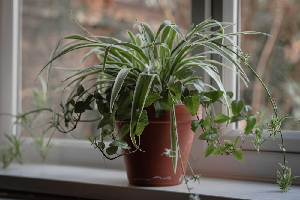Spider Plant, Tanaman Hias Pembersih Udara Ramah Hewan Peliharaan
